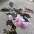 Prunus serrulata Royal Burgundy (3)