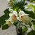 Weigela middendorffiana (5)