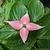 Cornus kousa Beni-fuji (2)