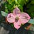 Cornus kousa Blooming Merry Tetra
