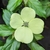 Cornus Parc de Haute Bretagne (1)