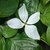 Cornus Vulcan (2)