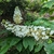 Hydrangea quercifolia Amethyst (2)