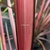 Phormium Evening Glow (1)