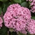 Hydrangea macrophylla Ayesha (3)
