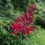 Erythrina x bidwilly (1)