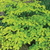 Cornus alternifolia Aurea