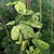 Akebia quinata Variegata (1)
