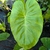 Colocasia esculenta Maui Gold