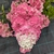 Hydrangea paniculata Framboisine (2)