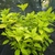 Hydrangea paniculata Sunlight
