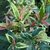 Leucothoe fontanesia Makijaz (2)