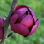 Magnolia Black Tulip