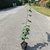 Tilia tomentosa