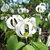 Cornus florida urbiniana (1)