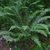 Polystichum minutum