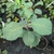 Amelanchier alnifolia Honeywood (2)