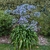 Agapanthus Blue Infinity
