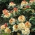 Rhododendron x Horizon Monarch