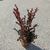 Lagerstroemia indica Enduring Summer Red