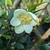 Magnolia laevifolia KH Achteraan (3)