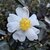 Camellia sasanqua Janell