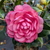 Camellia japonica Joe Nuccio