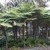 Cyathea cooperi