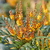 Mahonia Volcano (1)
