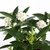 Daphne Perfume Princess White (3)