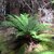 Dryopteris wallichiana