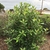 Heteromeles arbutifolia (1)
