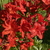 Rhododendron AC Nabucco