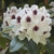 Rhododendron x Sappho (2)