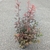 Acer palmatum Shaina