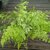 Adiantum raddianum