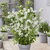 Exochorda Blushing Pearl (1)