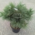 Pinus strobus Minima