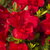 Rhododendron Encore Bonfire (2)
