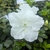Rhododendron Encore Ivory (2)