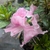 Rhododendron Encore Sweetheart