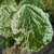 Cercis canadensis Alley Cat (2)