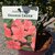 Rhododendron Encore Orange Crush (1)