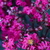 Lagerstroemia indica Mystic Magenta