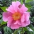 Camellia Dream Girl (2)