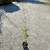 Quercus suber C2L