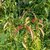 Acer laevigatum (2)