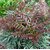 Mahonia Meteor (9)