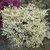 Loropetalum chinense Carolina Moonlight