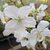 Prunus Tai Haku (1)